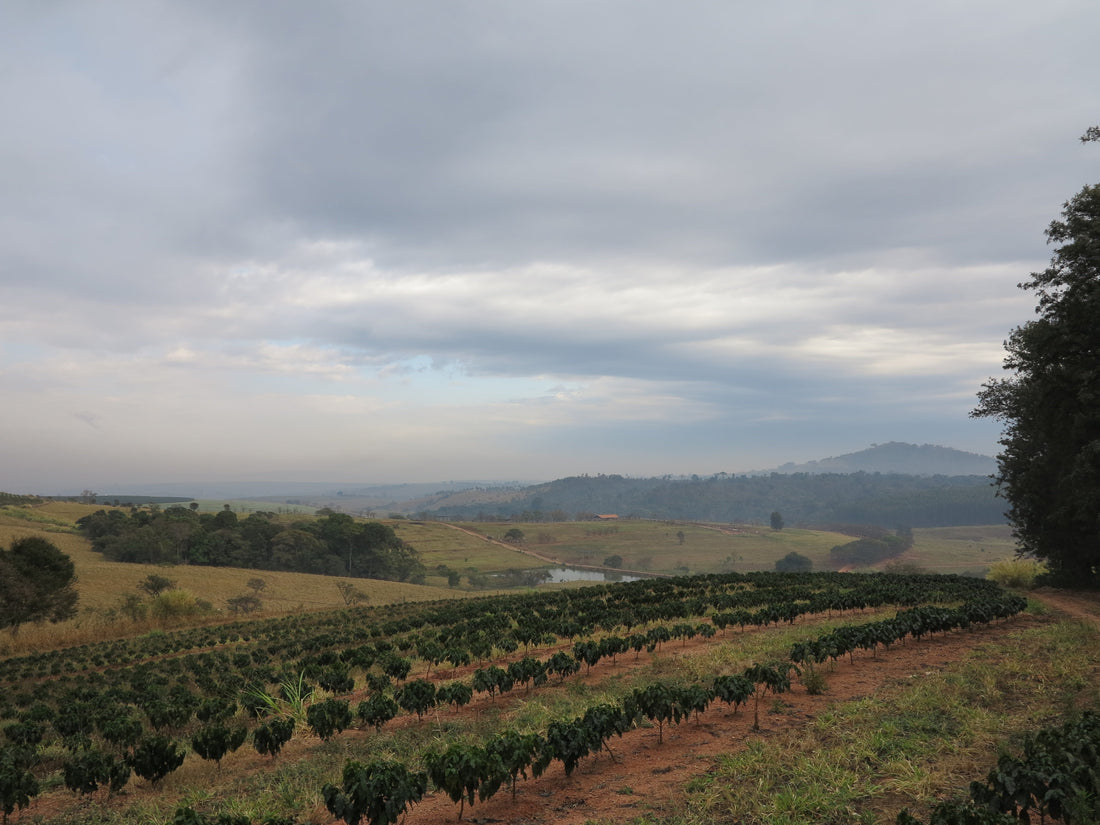 Brazilian Peaks: Superieure Koffie uit Brazilië