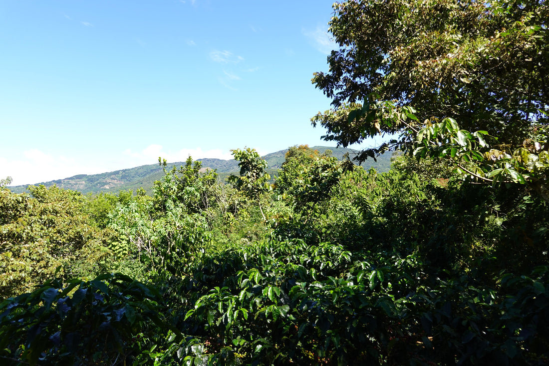 Tarrazu Treasure: Koffie van de vulkanische gronden van Costa Rica